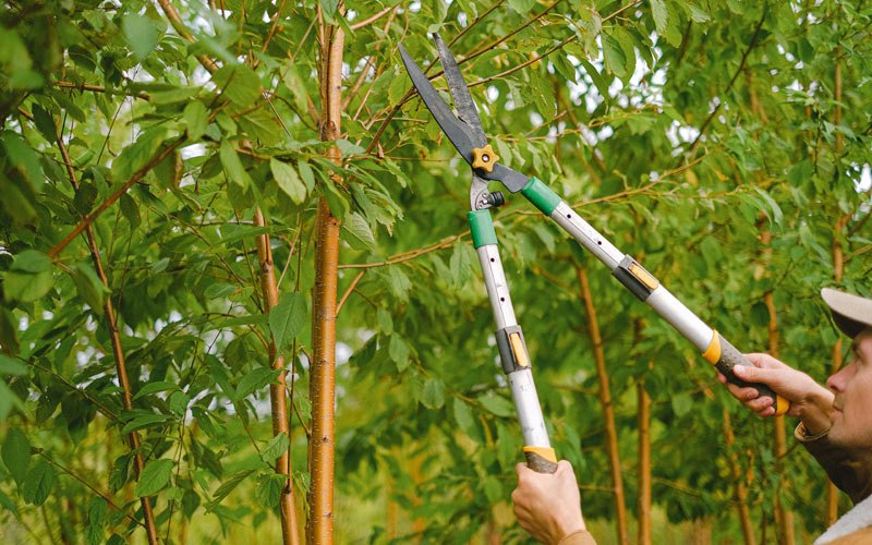 Tree trimming in Allyn, WA