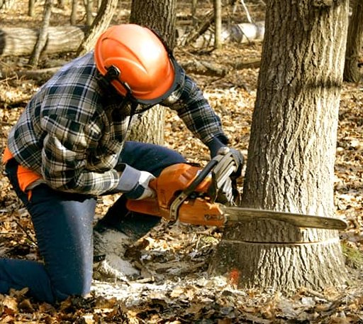 Tree Removal in Allyn, WA
